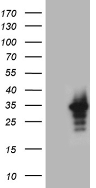 ANOS1 Antibody