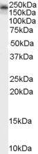 Kalirin Antibody