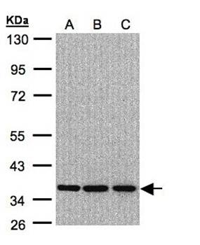 KAO Rabbit Polyclonal Antibody