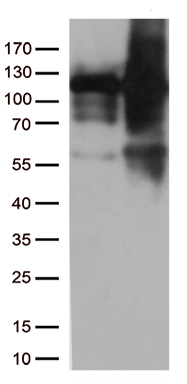KAP1 Antibody