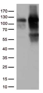 KAP1 Antibody