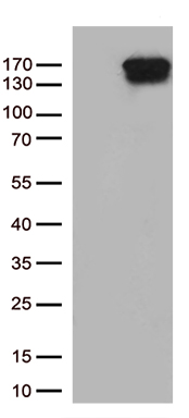 Karyopherin beta 3 Antibody