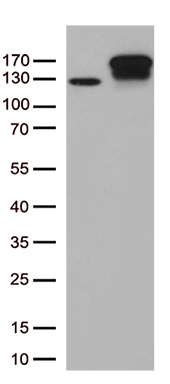 Karyopherin beta 3 Antibody