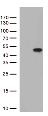 Karyopherin beta 3 Antibody