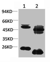 KCNA10 Antibody