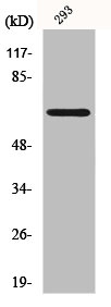 KCNA5 Antibody