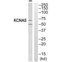 KCNA5 Antibody