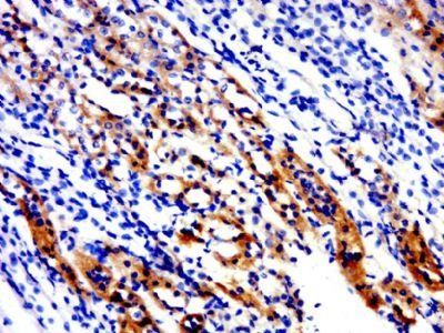 KCNE3 Rabbit Polyclonal Antibody