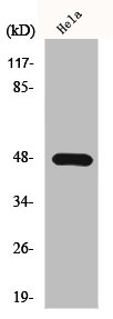 KCNJ2 Antibody