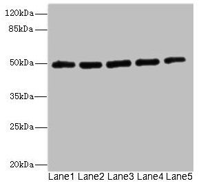 KCNJ4 Antibody