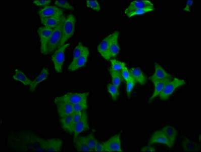 KCNN3 Antibody