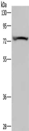 KCNQ1 Antibody