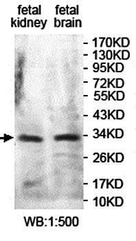 KCTD1 Rabbit Polyclonal Antibody