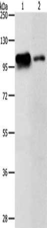 KDM1A Antibody