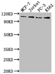 KDM1A Antibody