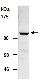 KDM1A (N2) Antibody, Rabbit Polyclonal