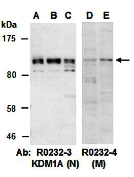 KDM1A (N) Antibody, Rabbit Polyclonal