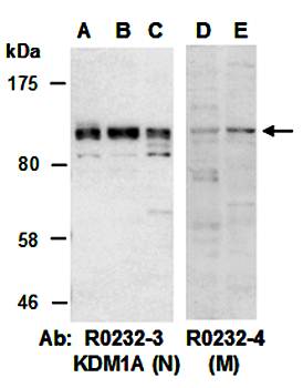KDM1A (M) Antibody, Rabbit Polyclonal