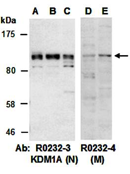 KDM1A (vPairTM) Antibodies