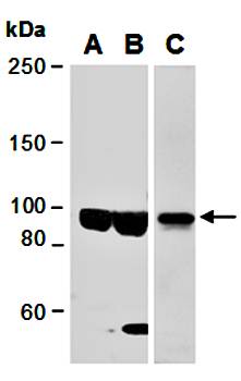 KDM1B (N) Antibody, Rabbit Polyclonal