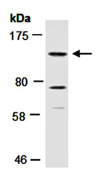 KDM2A (N) Antibody, Rabbit Polyclonal