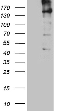 KDM3A Antibody