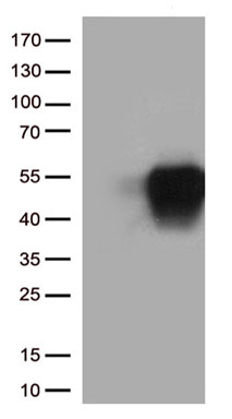 KDM3A/JHDM2A Antibody