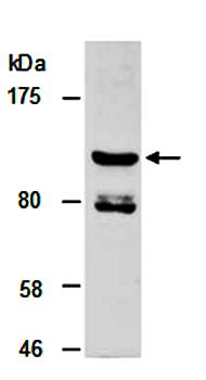 KDM3A (N) Antibody, Rabbit Polyclonal