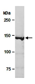 KDM4A (C) Antibody, Rabbit Polyclonal