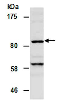 KDM7 (M) Antibody, Rabbit Polyclonal