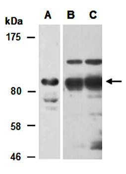 KDM7 (C) Antibody, Rabbit Polyclonal