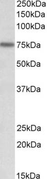 KEAP1 (aa41-53) Antibody