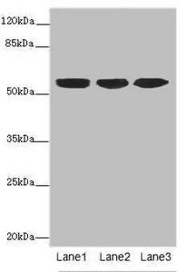 KRT10 Antibody