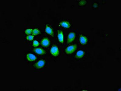 KRT4 Antibody