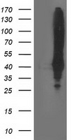 KHK Antibody