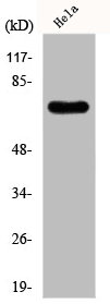 KHSRP Antibody
