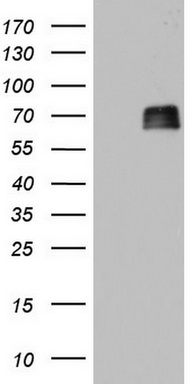 Ki67 Antibody