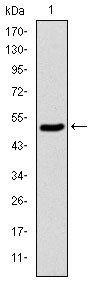KID Antibody