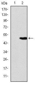 KID Antibody