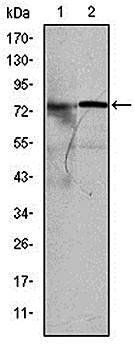 KID Antibody