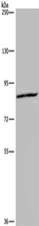 KIF2A Antibody