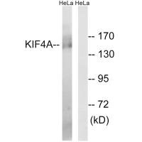 KIF4A Antibody