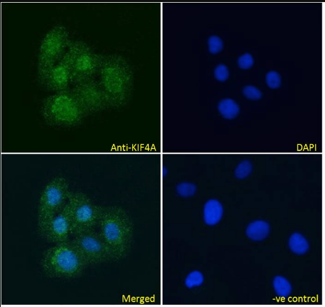 KIF4A Antibody