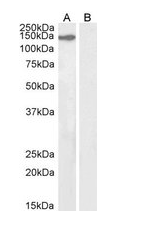 KIF4A Antibody