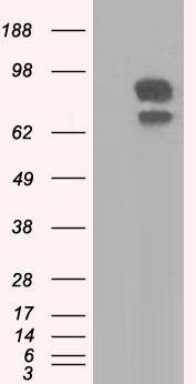 FERMT2 Antibody
