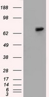 FERMT2 Antibody