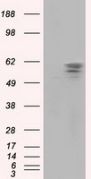 FERMT2 Antibody
