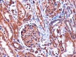 Kinesin 1/UKHC Antibody