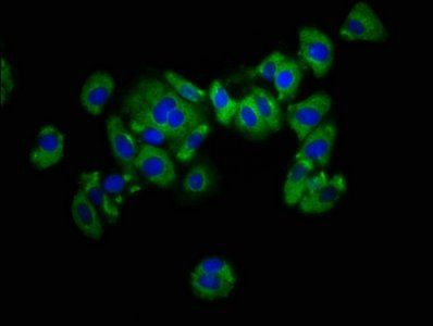 KIR2DL1 Antibody