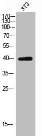 KIR2DL1 Antibody